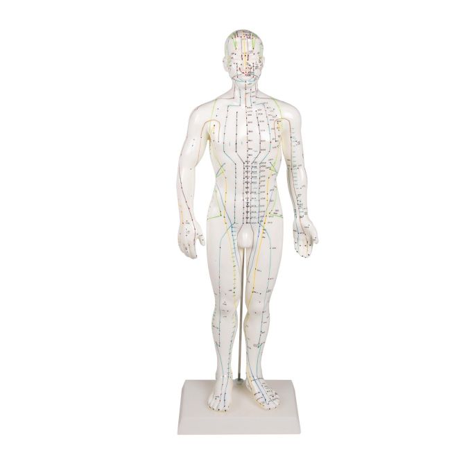 Chinees acupunctuurfiguur, mannelijk, 50 cm