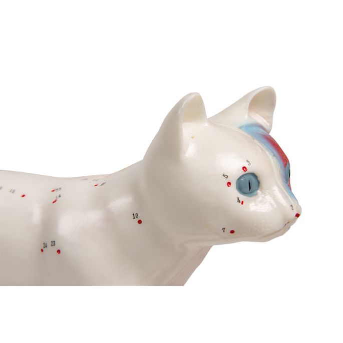Acupunctuur kat