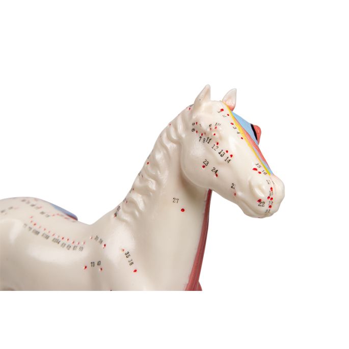 Acupunctuur paard