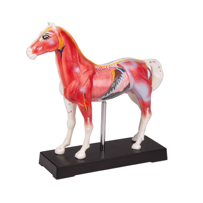 Acupunctuurmodel paard - afbeelding 2