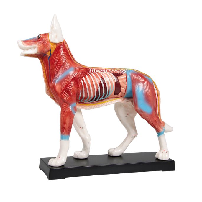 Acupunctuur hond