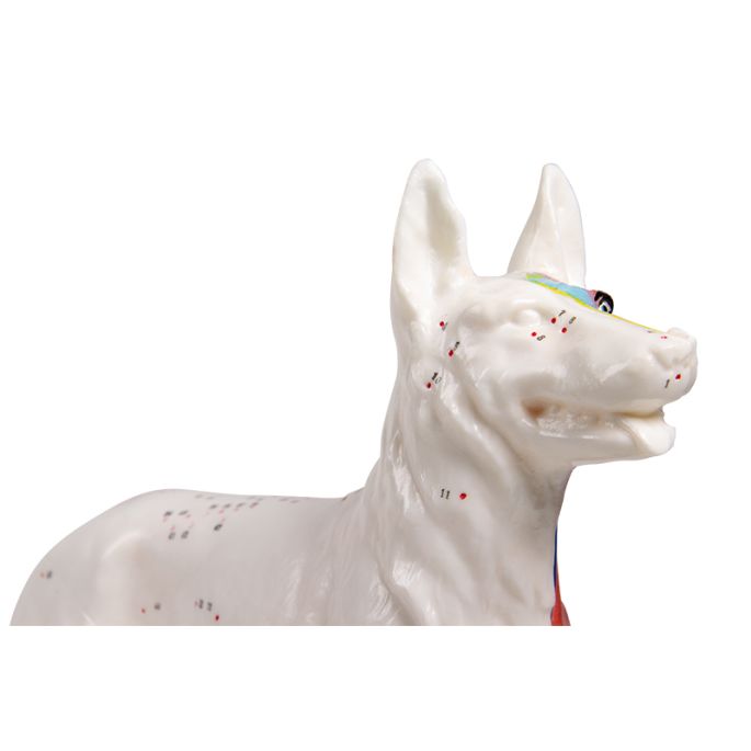 Acupunctuur hond