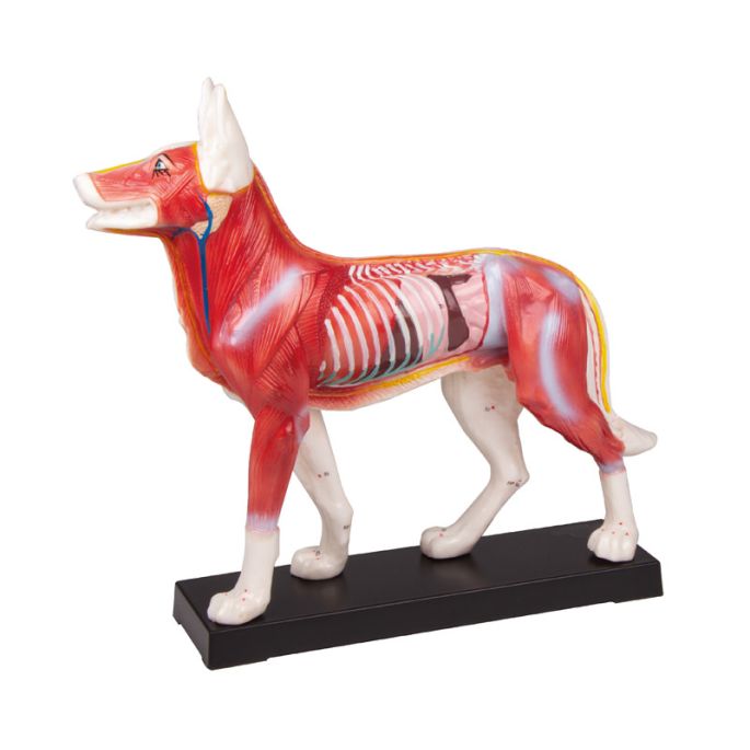 Acupunctuurmodel hond - afbeelding 2