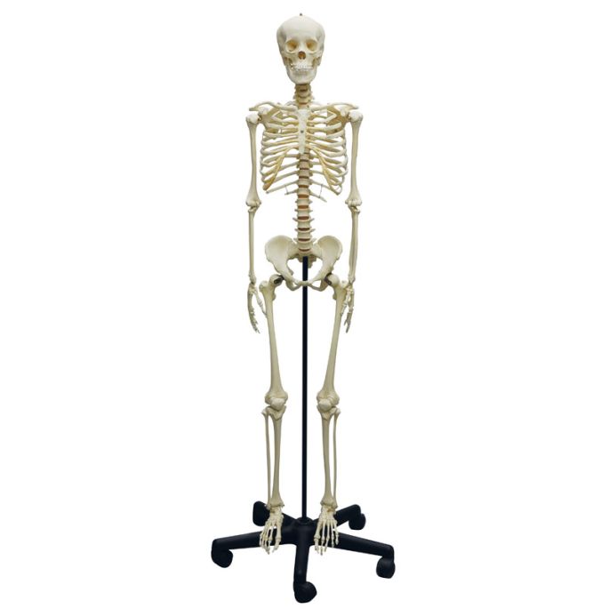 Adolescent skelet (groeiend skelet)