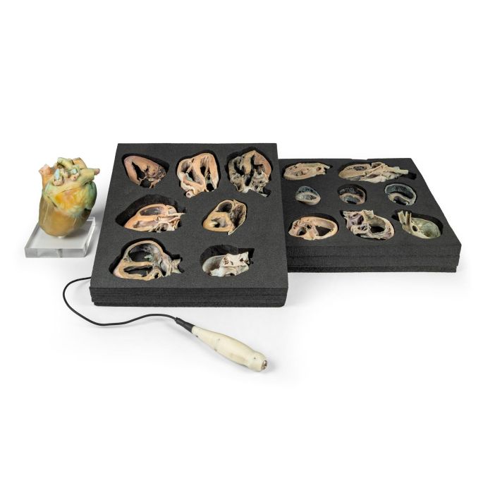 Echocardiografie-oefenset voor de hond