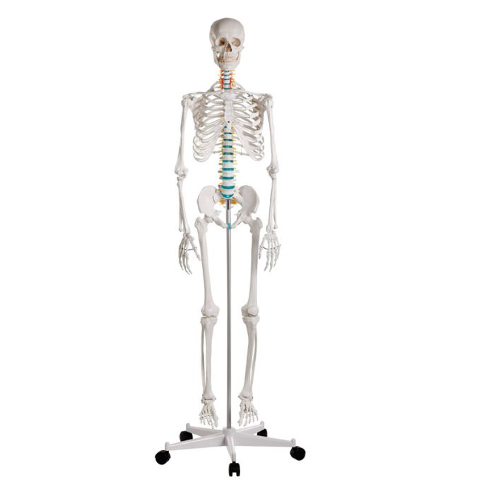 Didactisch skelet