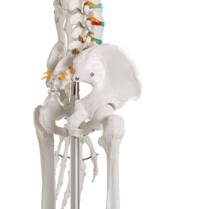 Didactisch skelet 'Oscar'