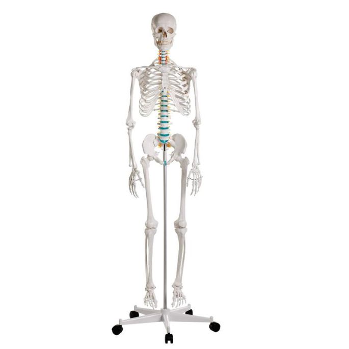 Didactisch skelet 'Oscar'