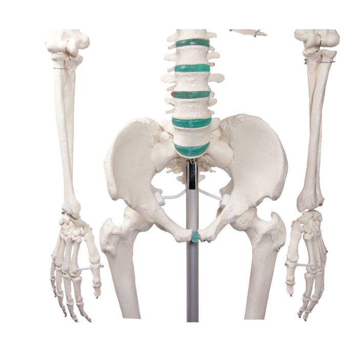 Didactisch skelet 'Oscar'