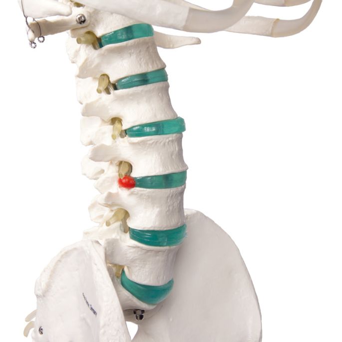 Didactisch skelet 'Oscar'