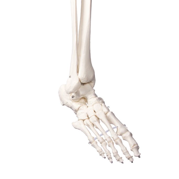 Didactisch skelet 'Oscar'