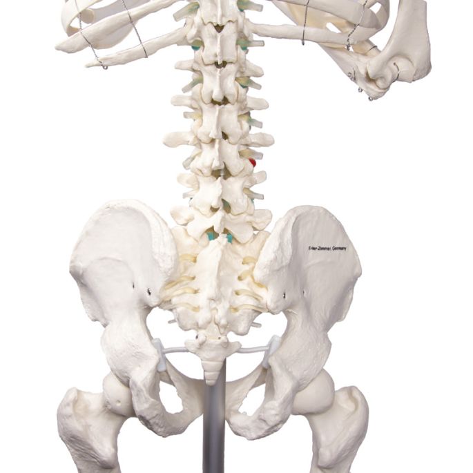 Didactisch skelet 'Oscar'