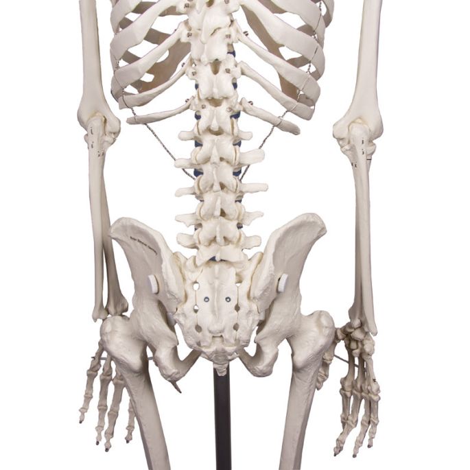  176 cm - afbeelding 4