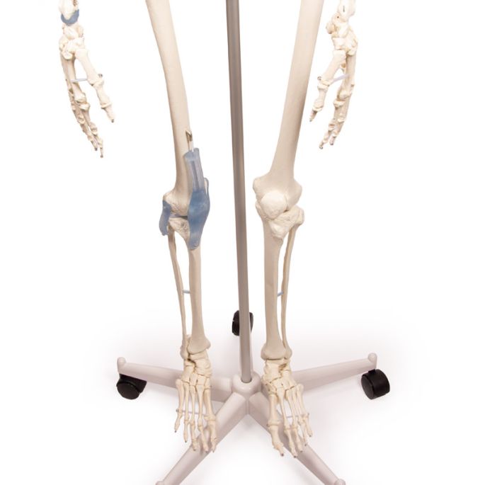  176 cm - afbeelding 3