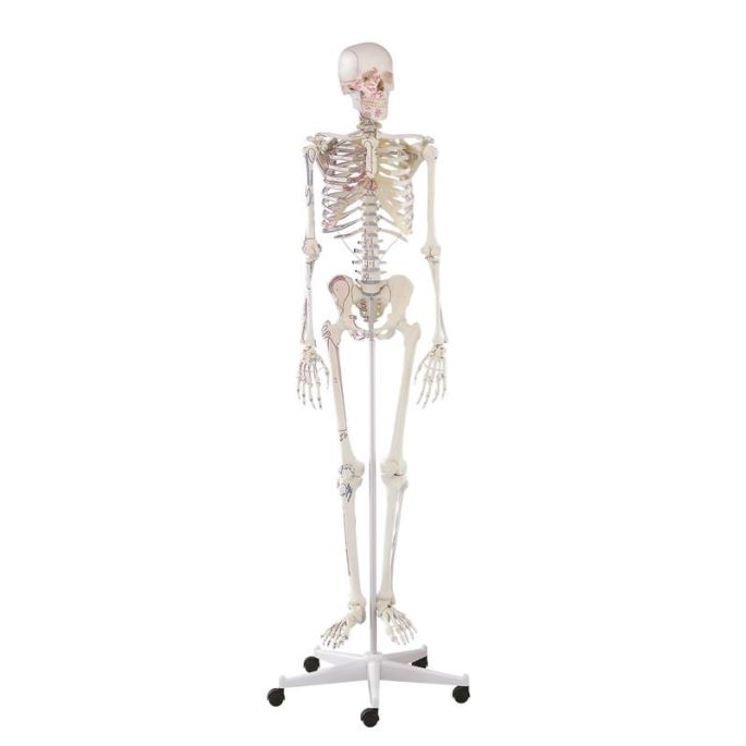 Skelet 'Arnold' met spiermarkeringen