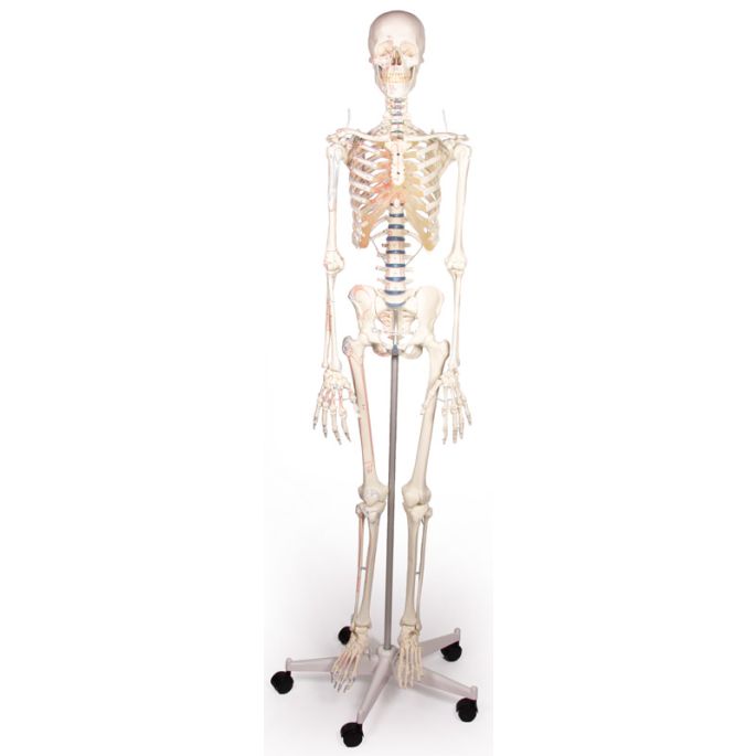 Skelet 'Arnold' met spiermarkeringen