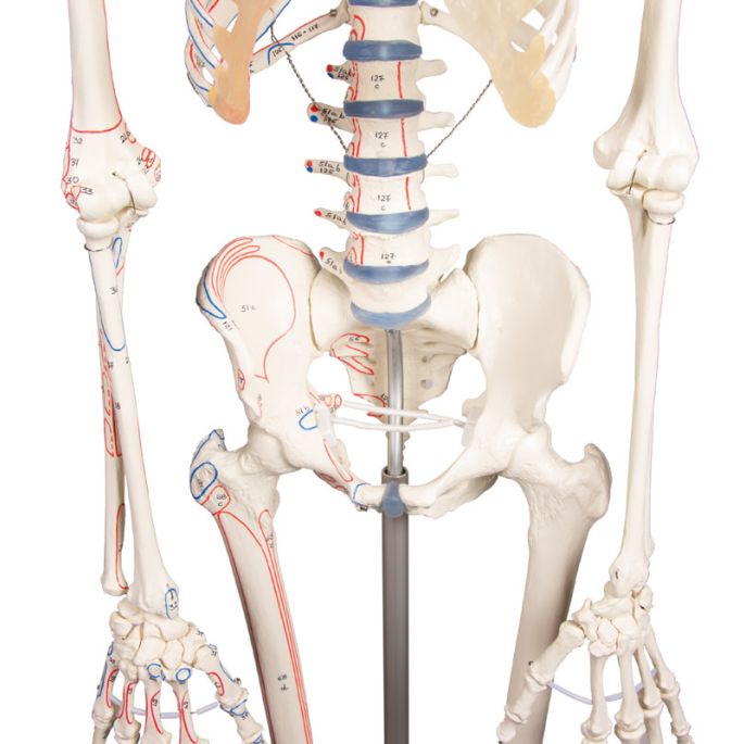 Skelet 'Arnold' met spiermarkeringen