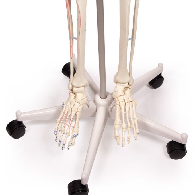 Skelet 'Arnold' met spiermarkeringen