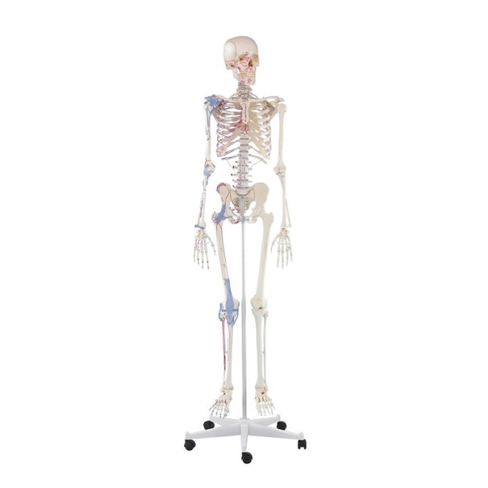 Skelet