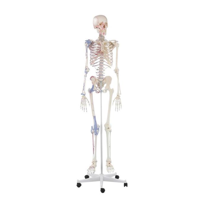 Skelet 'Bert' met spiermarkeringen en ligamenten