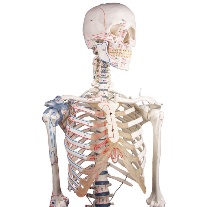 Skelet 'Bert' met spiermarkeringen en ligamenten