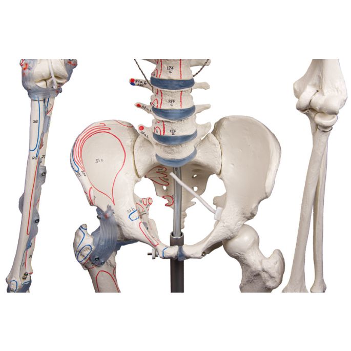 Skelet 'Bert' met spiermarkeringen en ligamenten