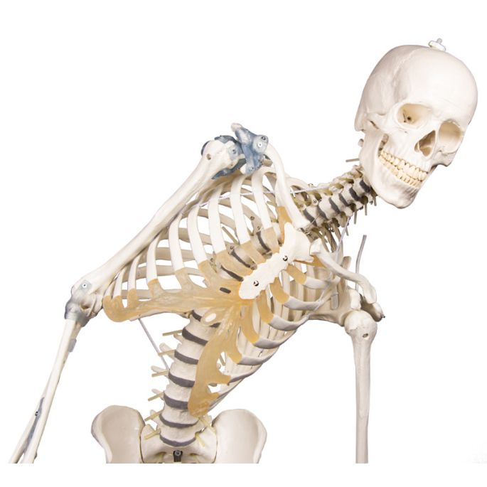 Skelet 'Toni' met beweegbare wervelkolom en ligamenten