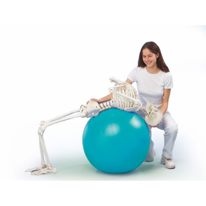 Skelet 'Hugo' met beweegbare wervelkolom