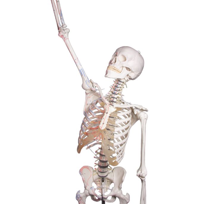 Skelet 'Peter' met beweegbare ruggengraat en spiermarkeringen