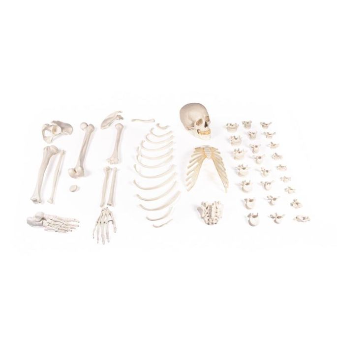 Half skelet, ongemonteerd (bottencollectie)