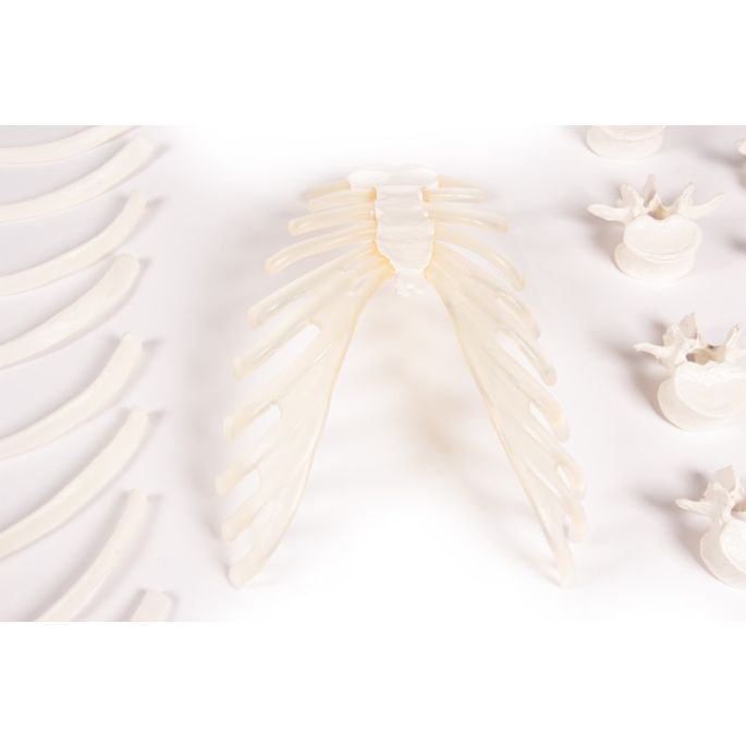 Half skelet, ongemonteerd (bottencollectie)