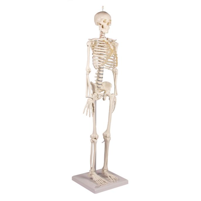Miniatuurskelet 'Patrick'