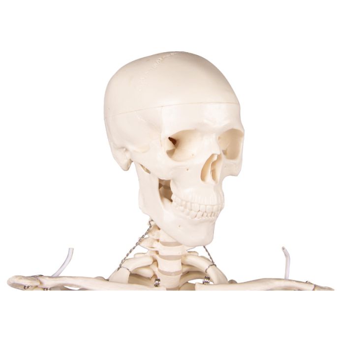 Miniatuurskelet