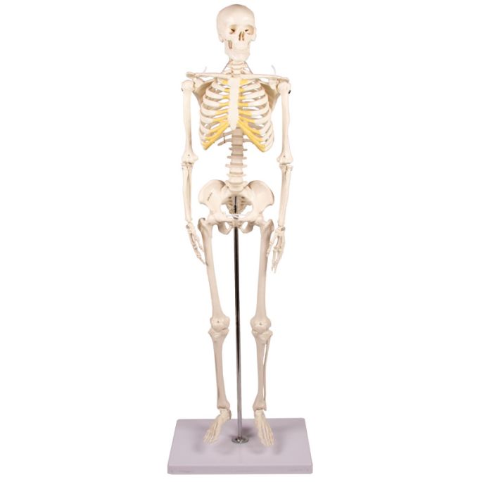 84 cm - afbeelding 5