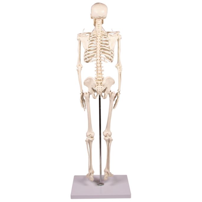 Miniatuurskelet