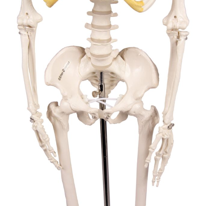 84 cm - afbeelding 7