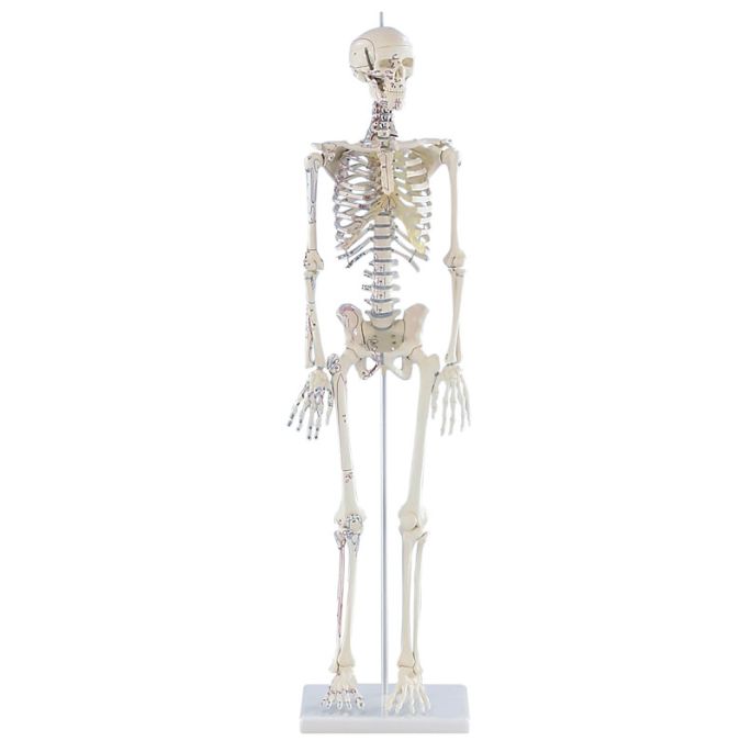 Miniatuurskelet