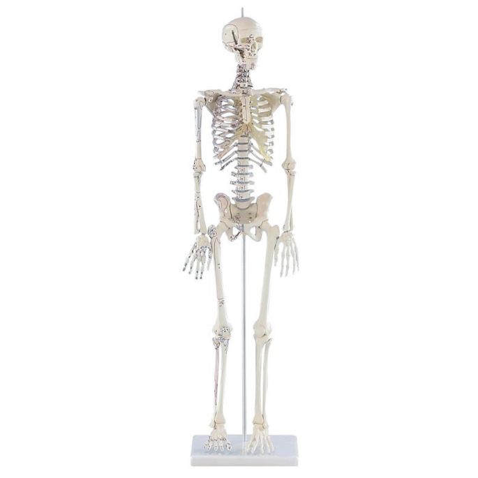 Miniatuurskelet 'Daniel' met spiermarkeringen