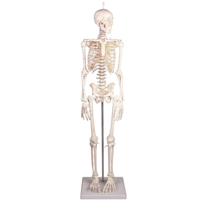 Miniatuurskelet