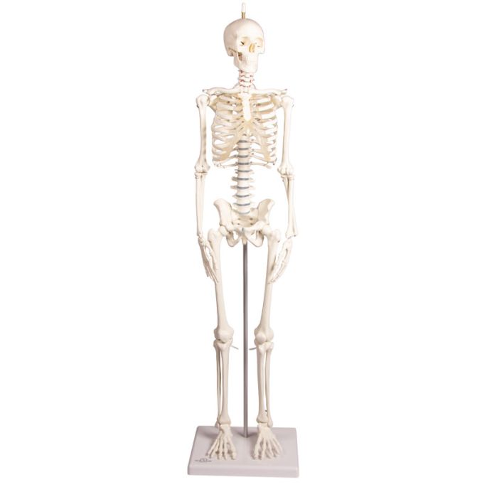 Miniatuurskelet