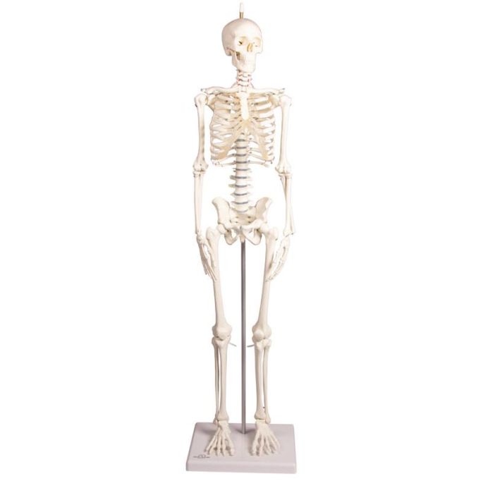 Miniatuur-skelet 'Paul', met beweegbare rug