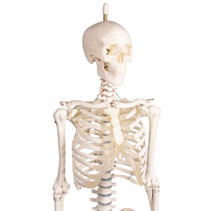 Miniatuur-skelet 'Paul', met beweegbare rug