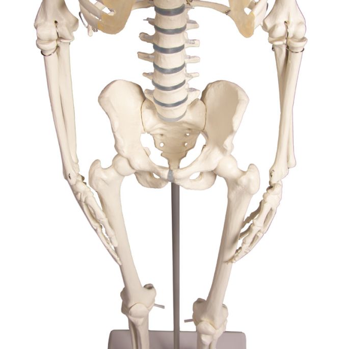 Miniatuur-skelet 'Paul', met beweegbare rug