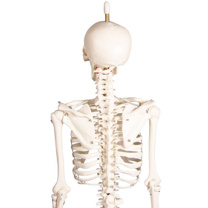 Miniatuur-skelet 'Paul', met beweegbare rug