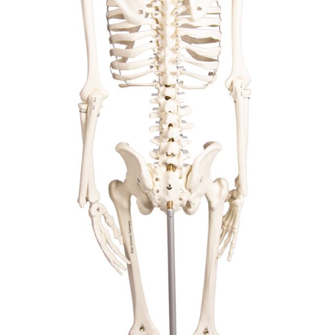 Miniatuur-skelet 'Paul', met beweegbare rug