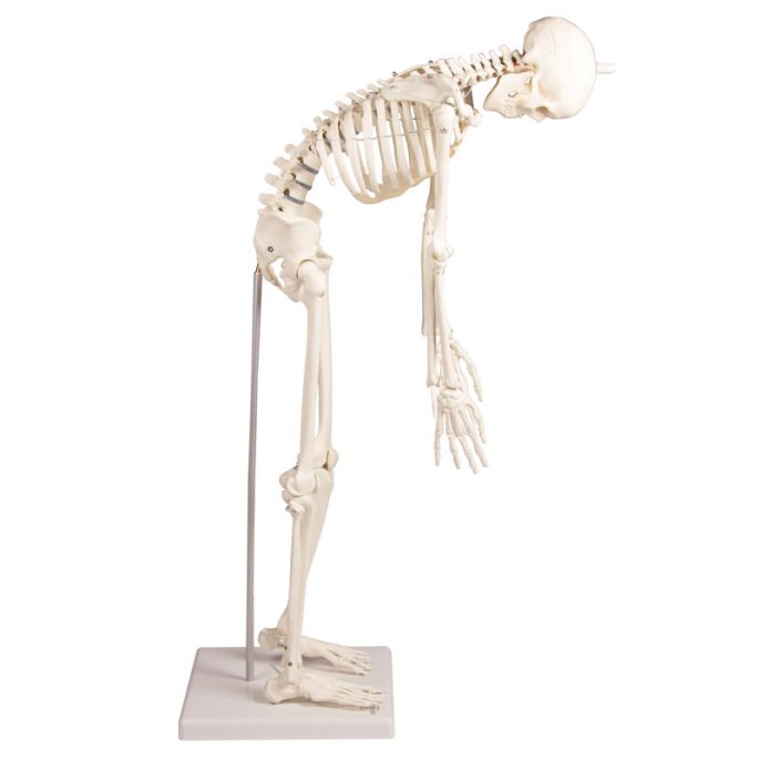Miniatuur-skelet 'Paul', met beweegbare rug