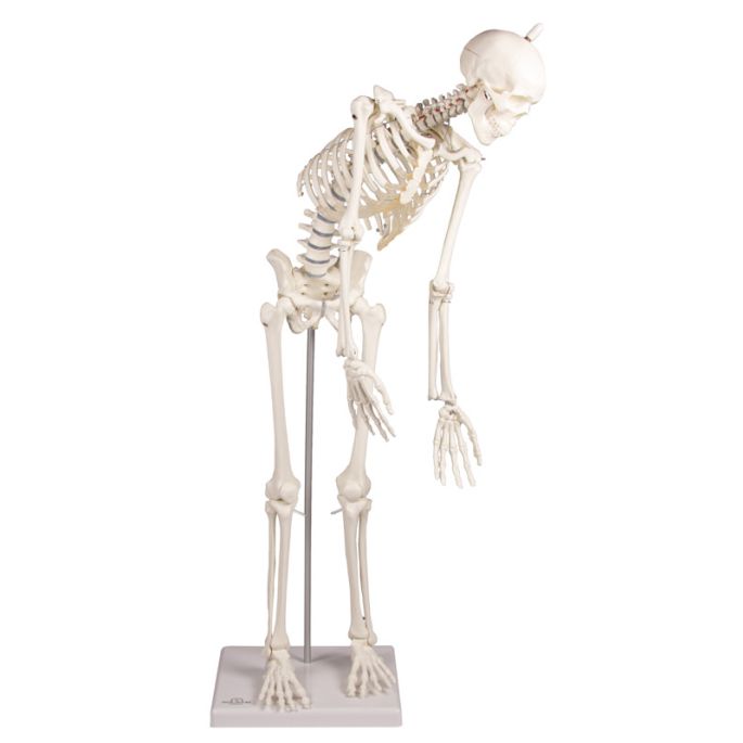 Miniatuurskelet