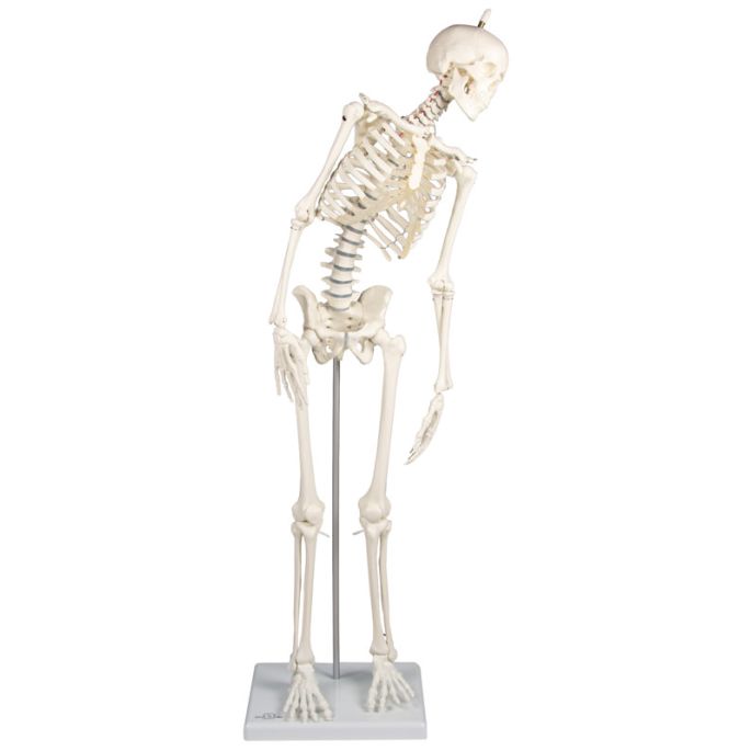 Miniatuur-skelet 'Paul', met beweegbare rug