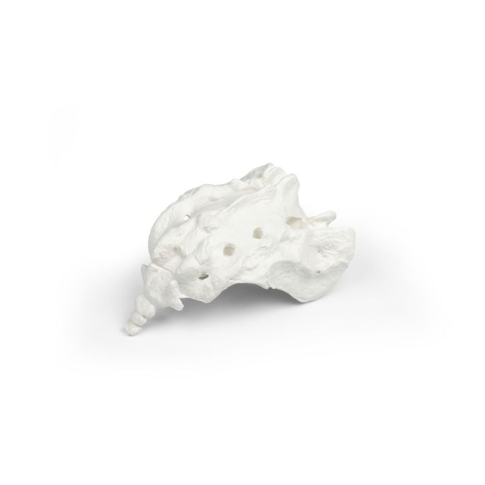 Sacrum met os coccygis