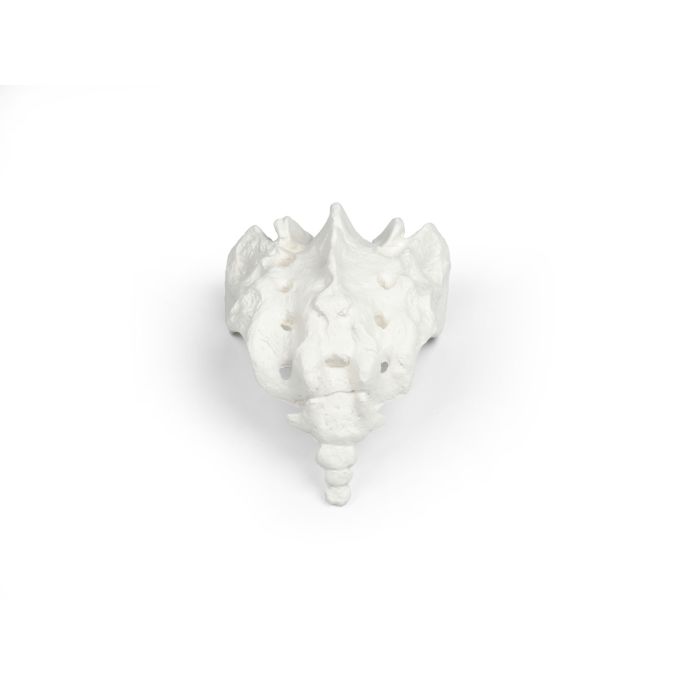 Sacrum met os coccygis